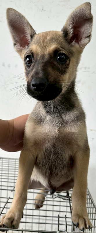 花蓮縣狗貓躍動園區,編號:451300, 混種犬          