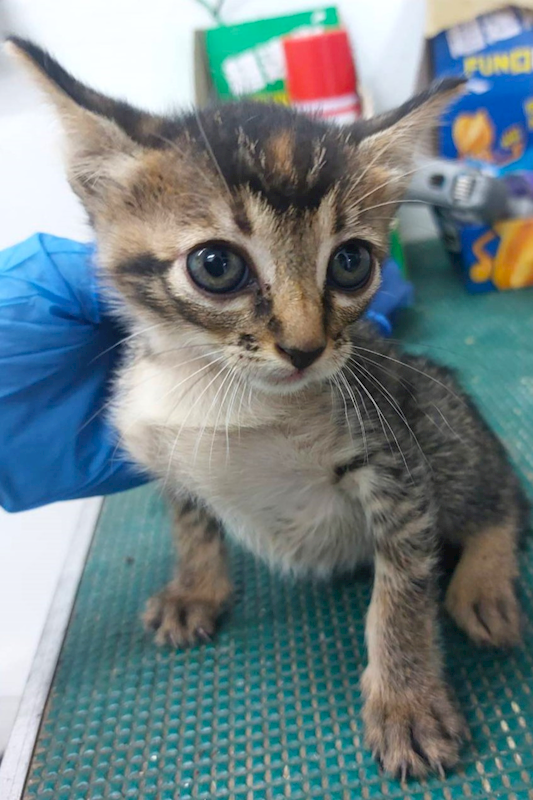 宜蘭縣流浪動物中途之家,編號:453588, 混種貓                 