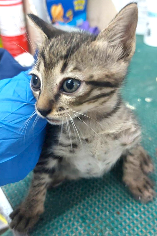 宜蘭縣流浪動物中途之家,編號:453587, 混種貓                 