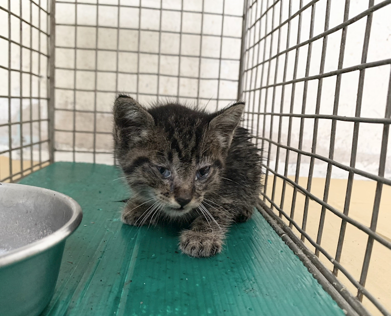 臺北市動物之家,編號:453569, 混種貓                 