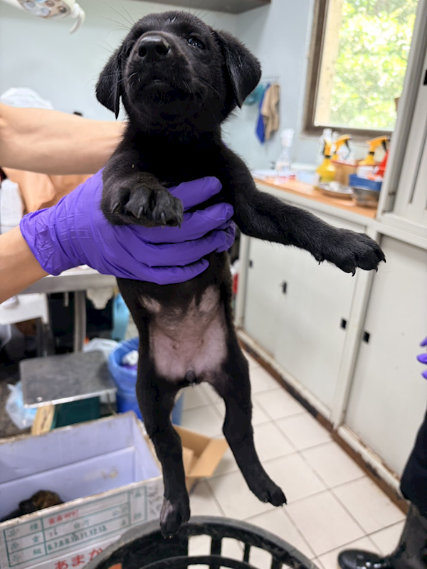 彰化縣流浪狗中途之家,編號:453522, 混種犬          