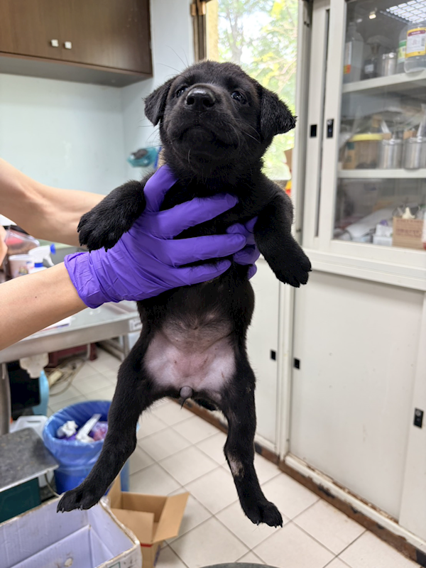 彰化縣流浪狗中途之家,編號:453521, 混種犬          