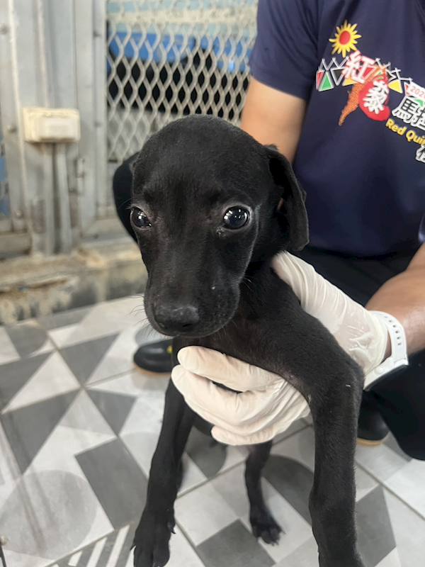 苗栗縣動物保護教育園區,編號:453562, 混種犬          