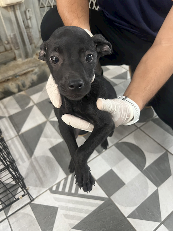 苗栗縣動物保護教育園區,編號:453561, 混種犬          