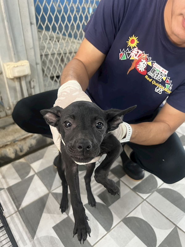 苗栗縣動物保護教育園區,編號:453559, 混種犬          