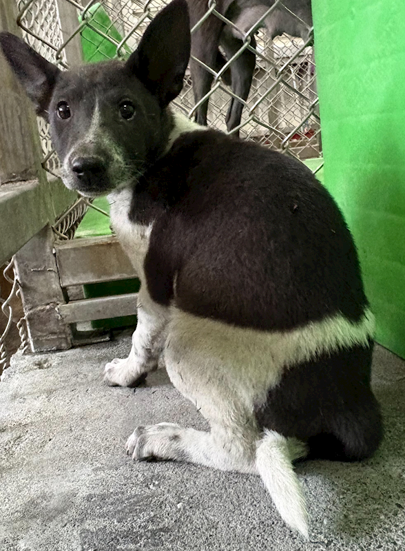 臺東縣動物收容中心,編號:453542, 混種犬          