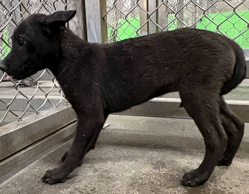 臺東縣動物收容中心,編號:453541, 混種犬          