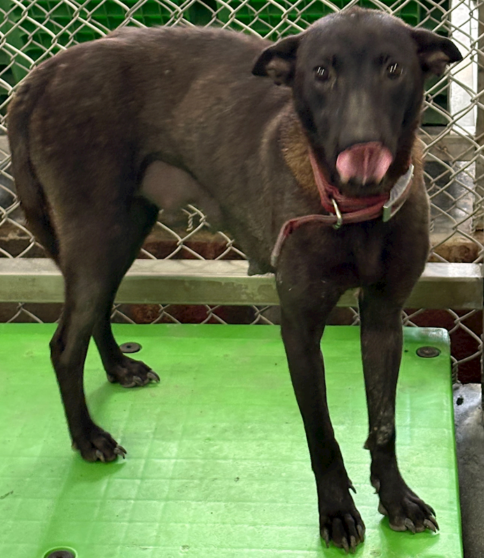 臺東縣動物收容中心,編號:453540, 混種犬          