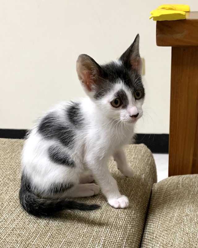 新北市八里區公立動物之家,編號:453534, 混種貓                 