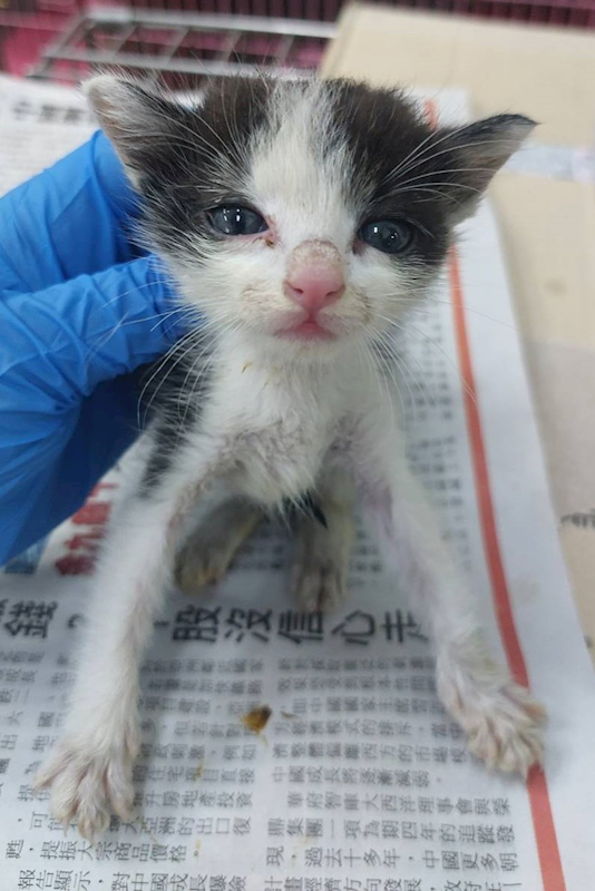 宜蘭縣流浪動物中途之家,編號:453492, 混種貓                 