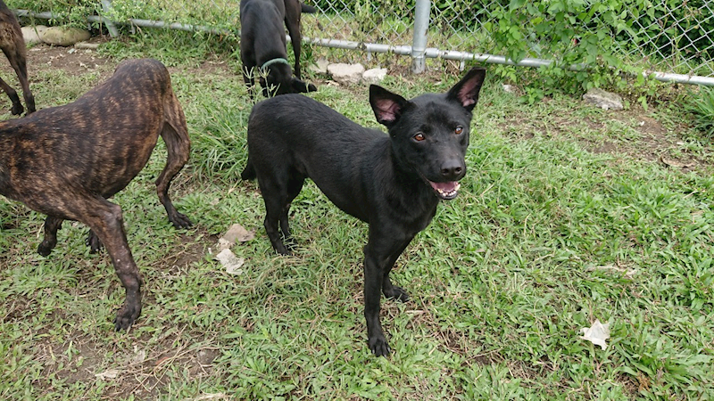 臺北市動物之家,編號:212068, 混種犬          