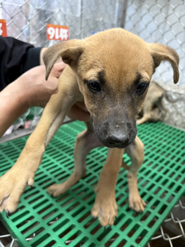 臺東縣動物收容中心,編號:453661, 混種犬          