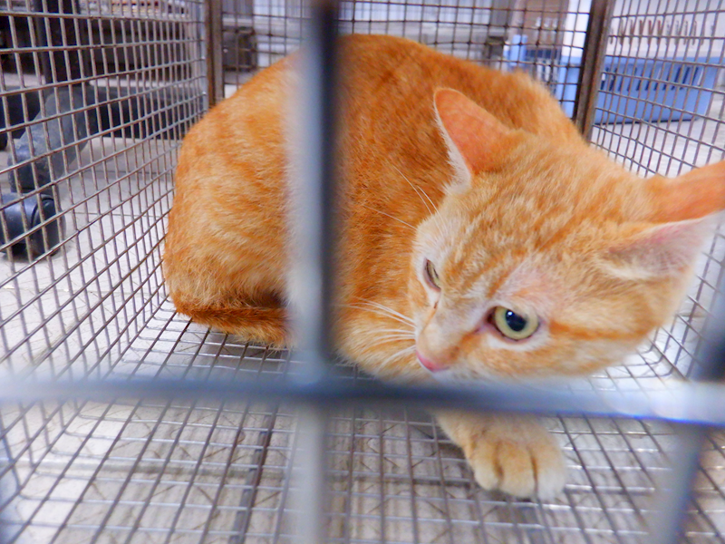 南投縣公立動物收容所,編號:449357, 混種貓                 