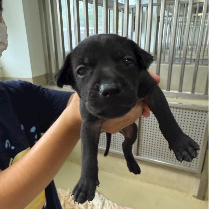 嘉義市動物保護教育園區,編號:423417, 混種犬          