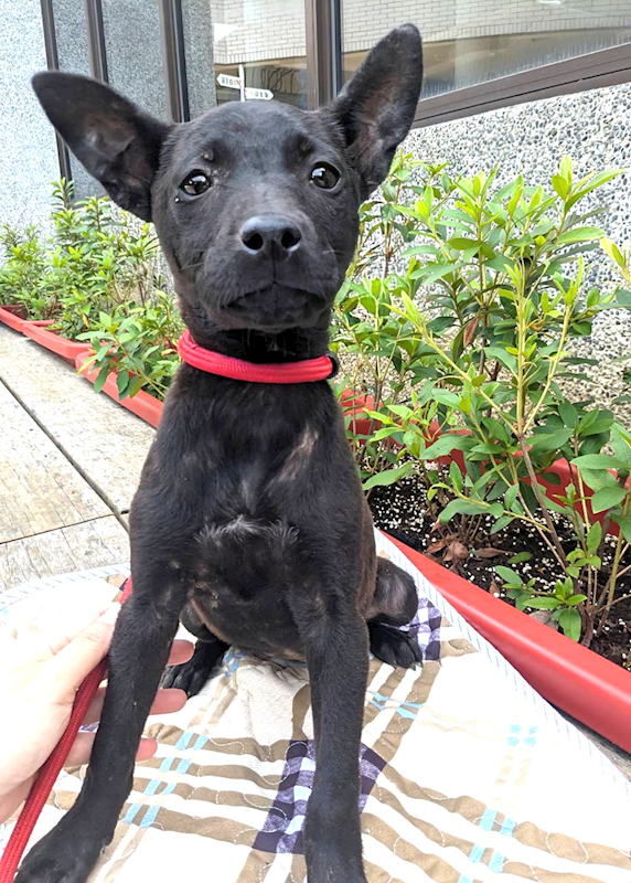 新竹縣動物保護教育園區,編號:450862, 混種犬          