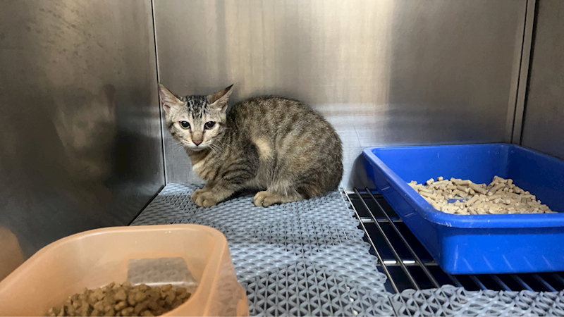 桃園市動物保護教育園區,編號:443639, 混種貓                 