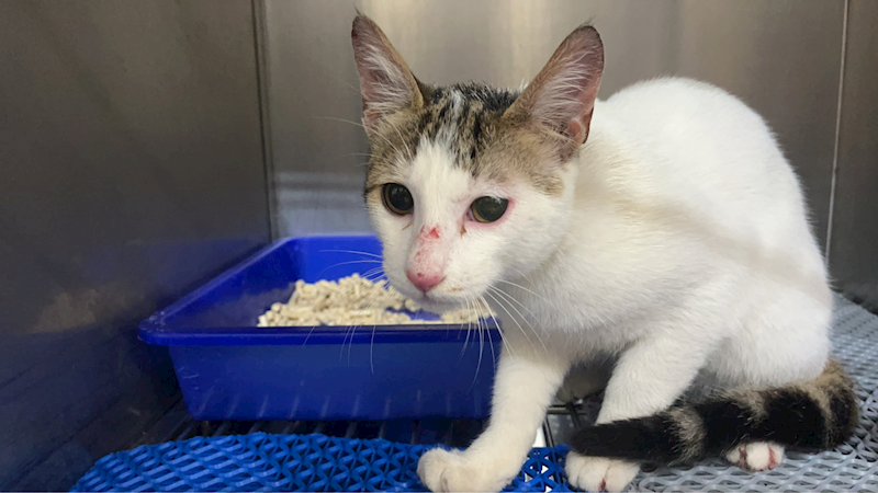 桃園市動物保護教育園區,編號:443640, 混種貓                 