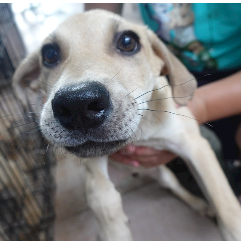 臺南市動物之家灣裡站,編號:443379, 混種犬          