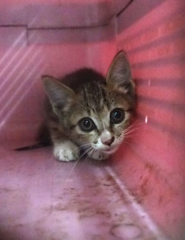宜蘭縣流浪動物中途之家,編號:453740, 混種貓                 