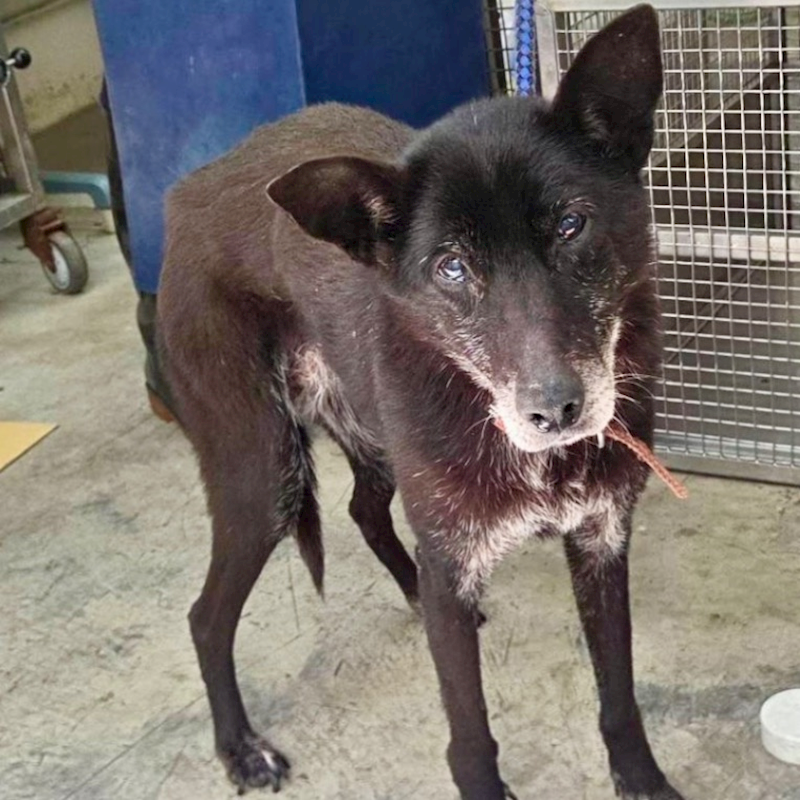 臺北市動物之家,編號:442865, 混種犬          