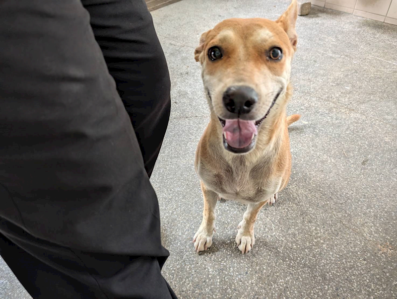 高雄市燕巢動物保護關愛園區,編號:453753, 混種犬          