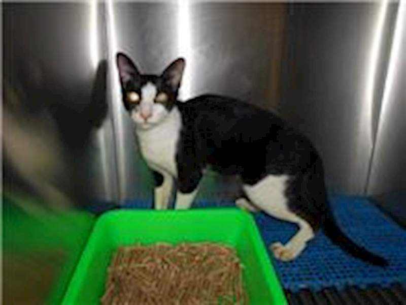 桃園市動物保護教育園區,編號:174583, 混種貓                 