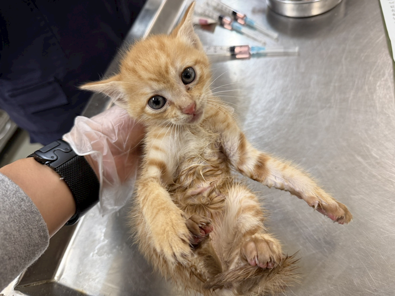 桃園市動物保護教育園區,編號:451151, 混種貓                 