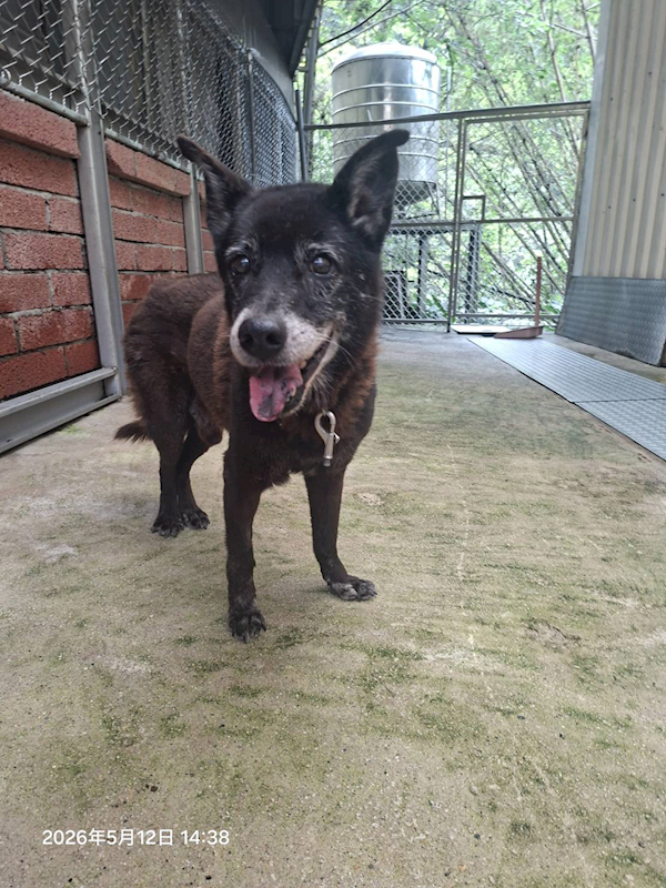 新北市八里區公立動物之家,編號:453618, 混種犬          