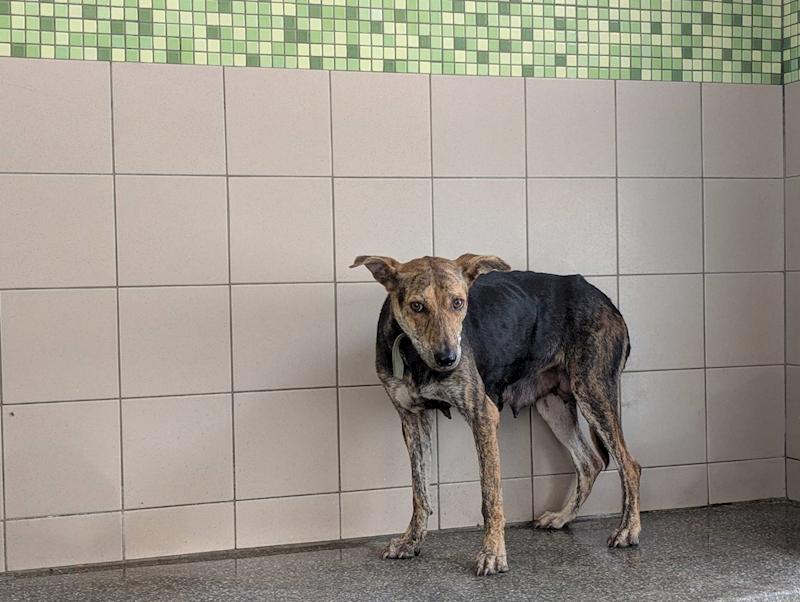 高雄市燕巢動物保護關愛園區,編號:453732, 混種犬          
