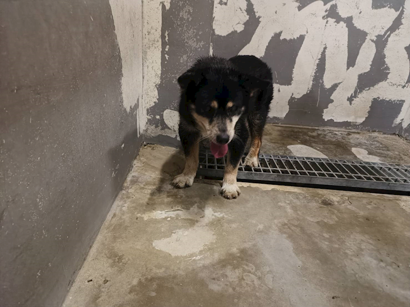 新竹市動物保護教育園區,編號:448229, 混種犬          