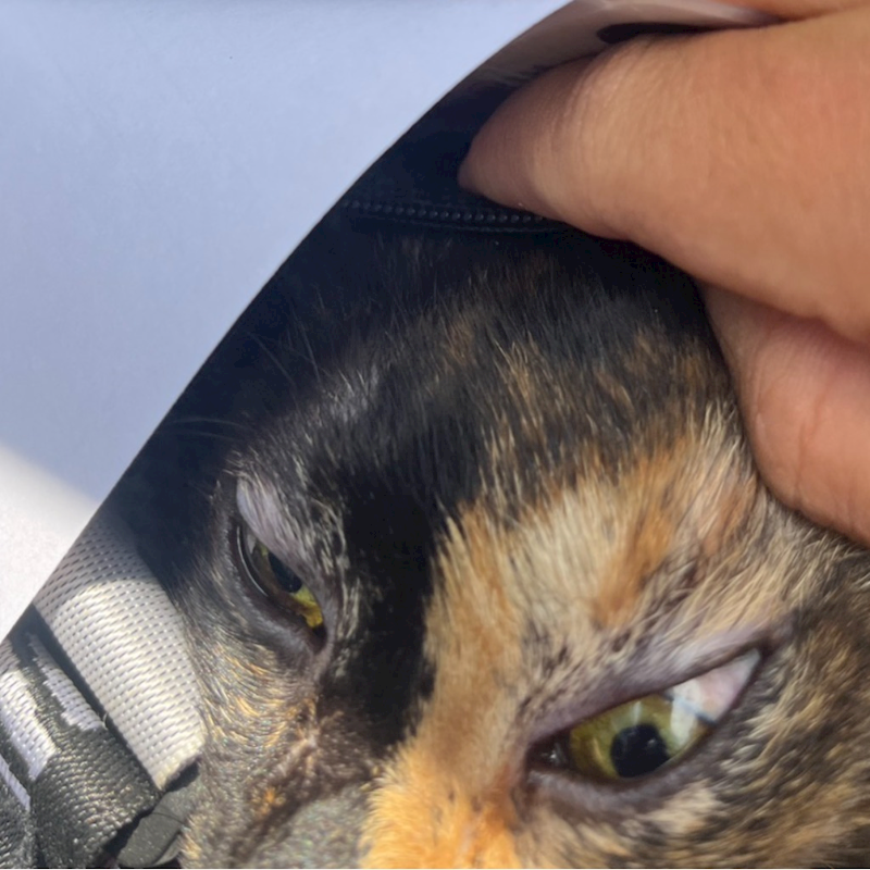 新北市五股區公立動物之家,編號:453669, 混種貓                 