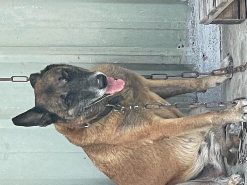 嘉義市動物保護教育園區,編號:452303, 混種犬          