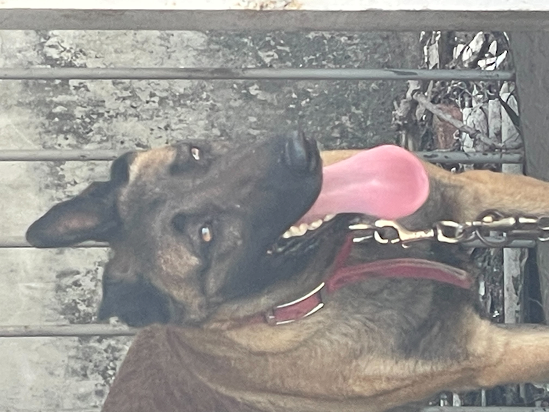 嘉義市動物保護教育園區,編號:452300, 混種犬          