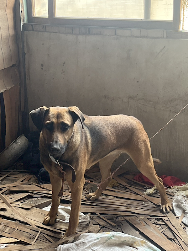 嘉義市動物保護教育園區,編號:452305, 混種犬          