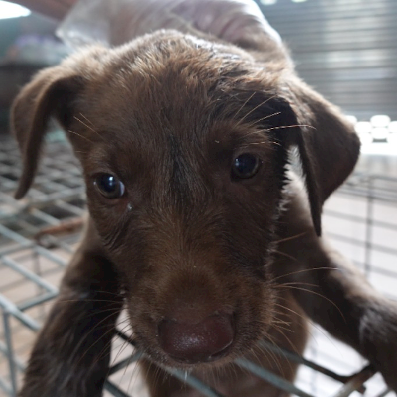 臺南市動物之家灣裡站,編號:452469, 混種犬          