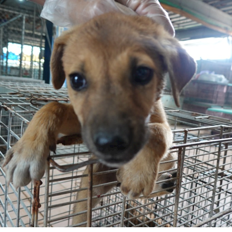 臺南市動物之家灣裡站,編號:452465, 混種犬          