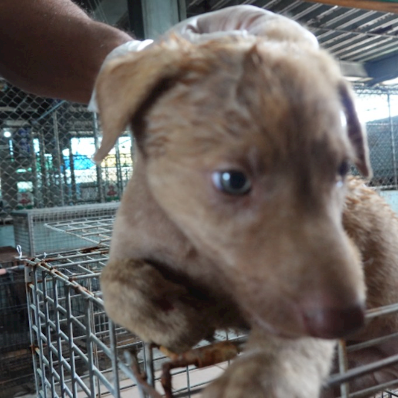 臺南市動物之家灣裡站,編號:452464, 混種犬          