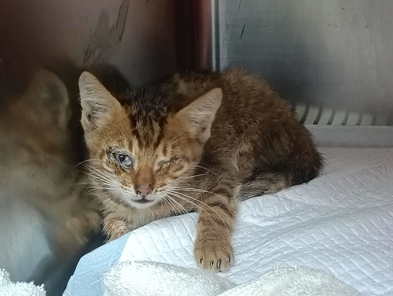 新竹市動物保護教育園區,編號:453799, 混種貓                 
