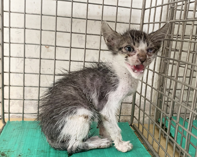 臺北市動物之家,編號:453736, 混種貓                 