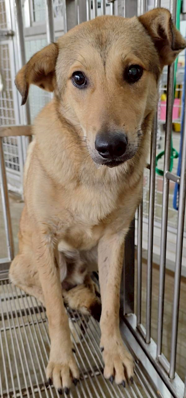 花蓮縣狗貓躍動園區,編號:450647, 混種犬          