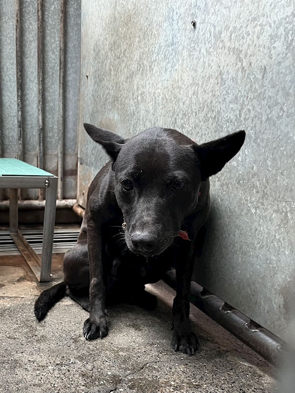 彰化縣流浪狗中途之家,編號:451328, 混種犬          