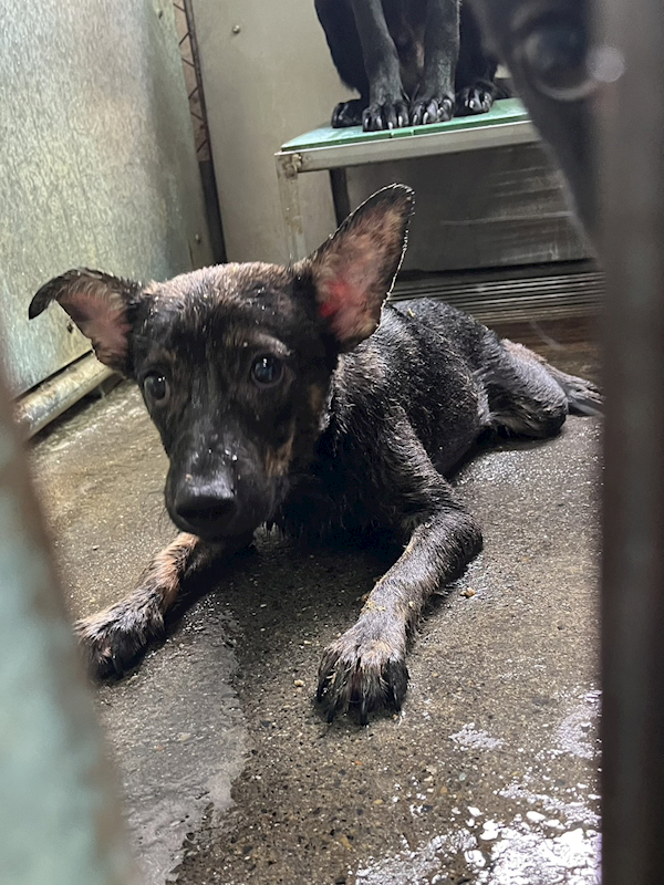 彰化縣流浪狗中途之家,編號:451840, 混種犬          