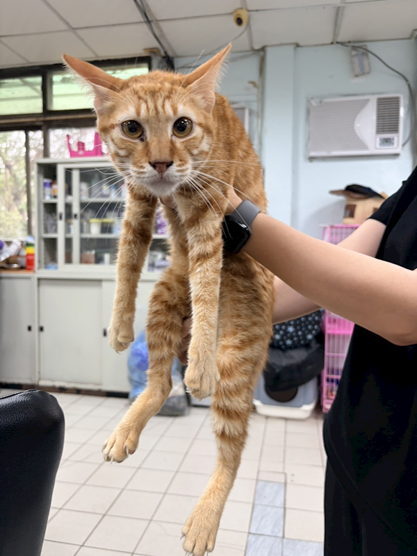 彰化縣流浪狗中途之家,編號:448627, 混種貓                 