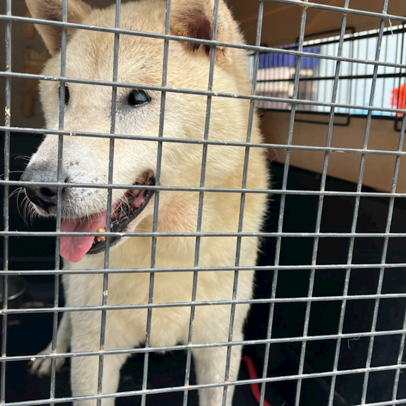 新北市瑞芳區公立動物之家,編號:453886, 柴犬                  