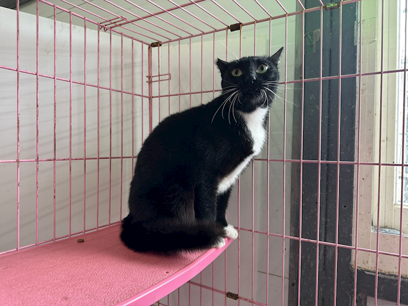 臺北市動物之家,編號:451826, 混種貓                 