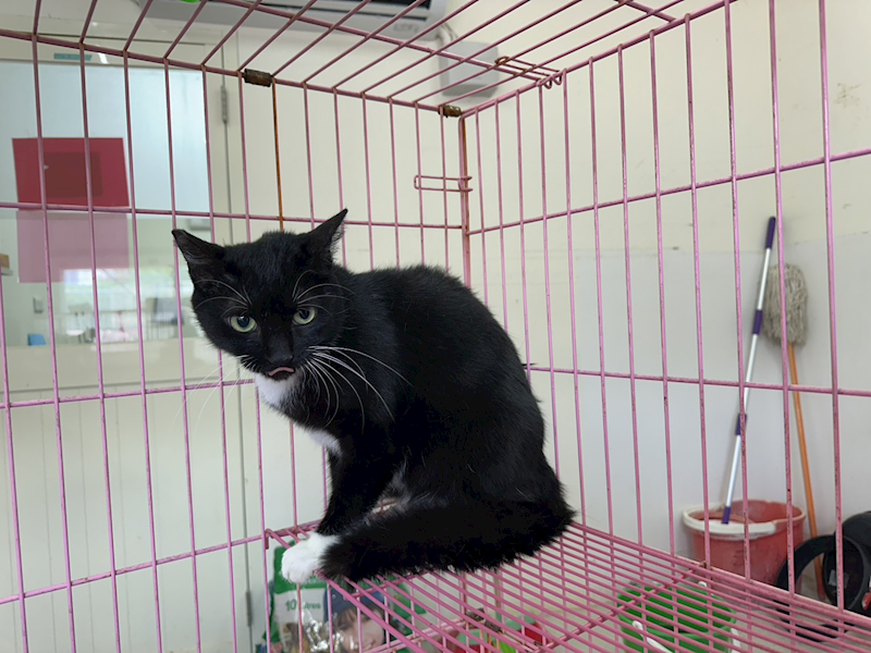 臺北市動物之家,編號:451823, 混種貓                 