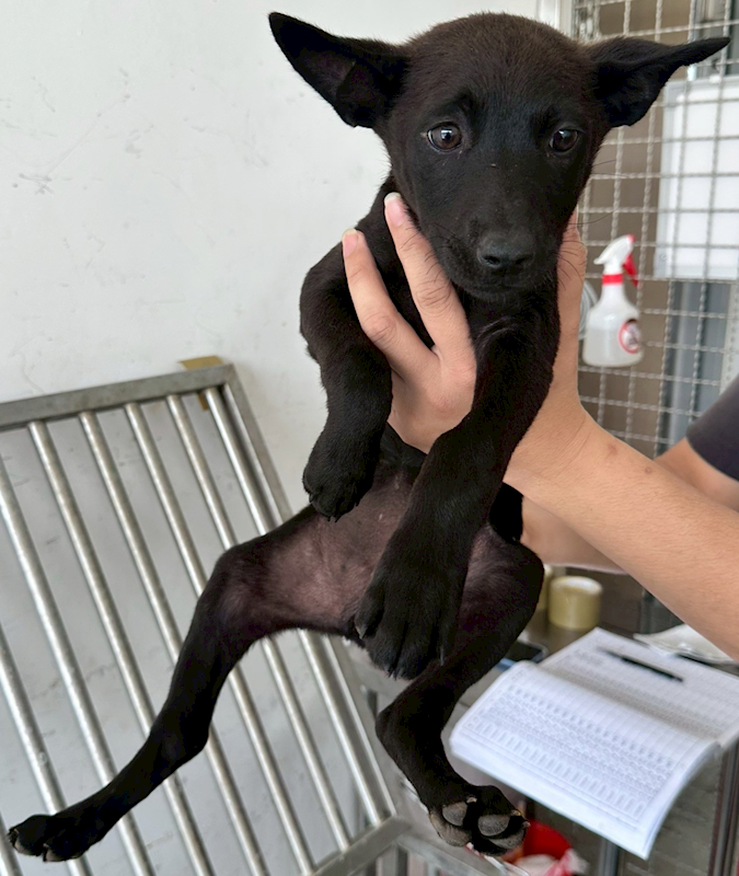 花蓮縣狗貓躍動園區,編號:447278, 混種犬          