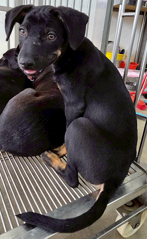 花蓮縣狗貓躍動園區,編號:452296, 混種犬          