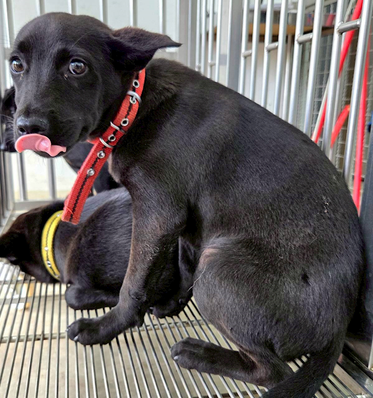 花蓮縣狗貓躍動園區,編號:452294, 混種犬          