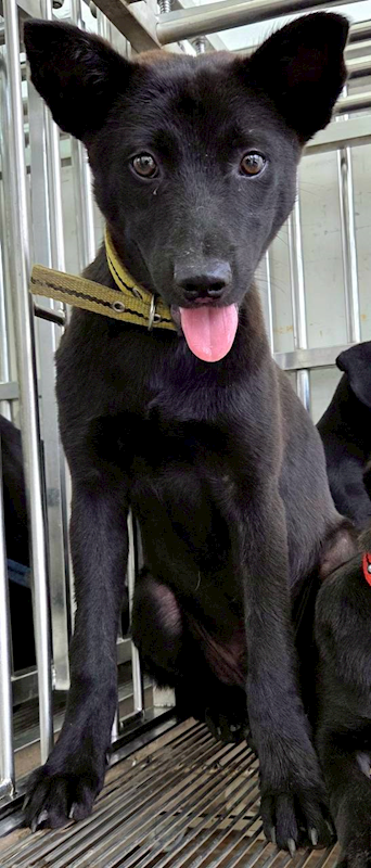 花蓮縣狗貓躍動園區,編號:452293, 混種犬          